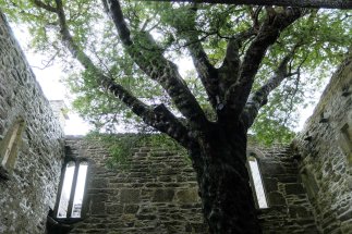 Muckross Abbey - there's a tree growing in the middle of it!